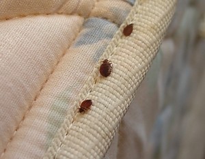 Bed Bug Bite Injuries