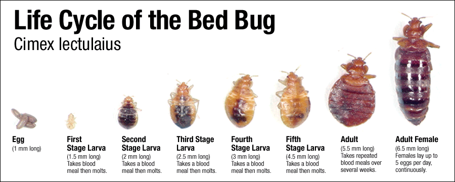 What to Do After Finding Bed Bugs in a St. Cloud, FL Hotel 