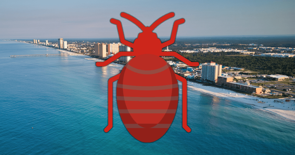 What To Do After Finding Bed Bugs in a Panama City, Florida Hotel 