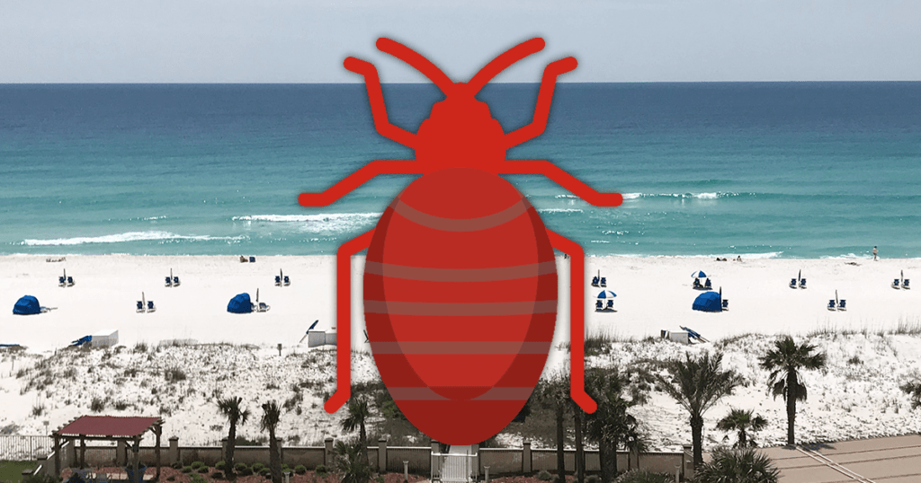 What to Do After Finding Bed Bugs in a Pensacola, Florida Hotel 