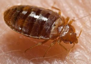 Experienced Bed Bug Injury Lawyer
