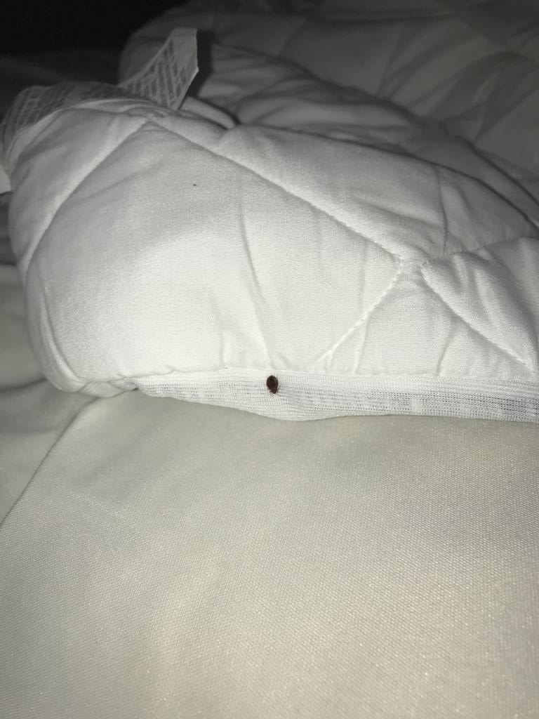 How to Deal with Bed Bugs at a Lakeland, FL Hotel 