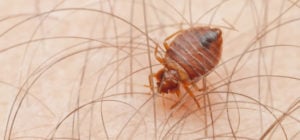 $120,000 Bed Bug Settlement at The Willows at Glen Burnie - Whitney, LLP