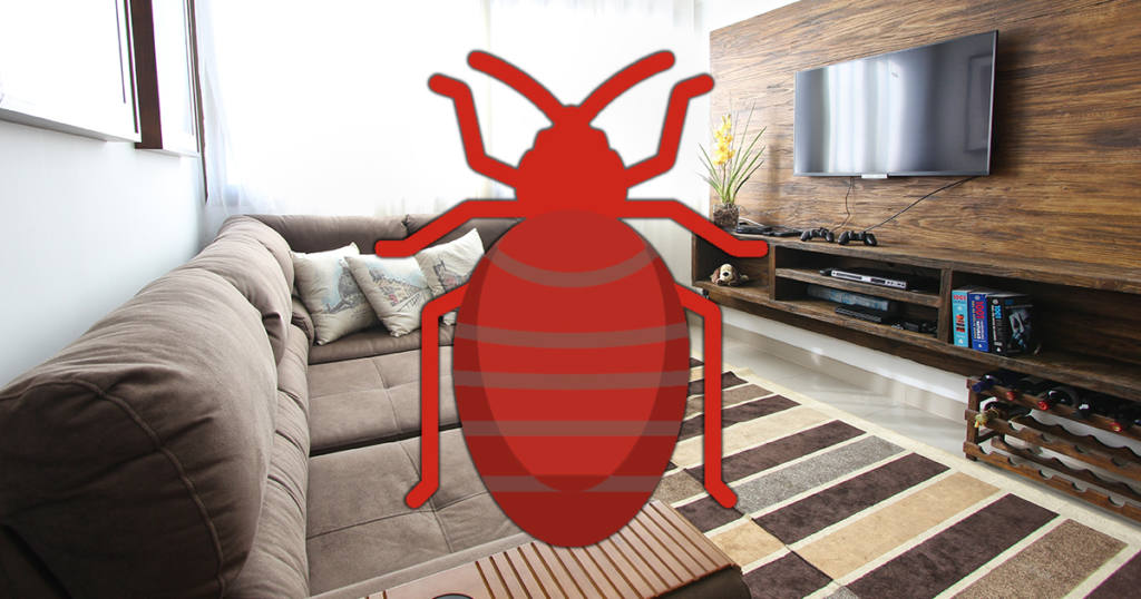 What to Do If You’ve Found Bed Bugs in Your Condo 